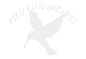 Pied King Safaris – Botswana Safari Experts