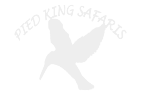 Pied King Safaris – Botswana Safari Experts