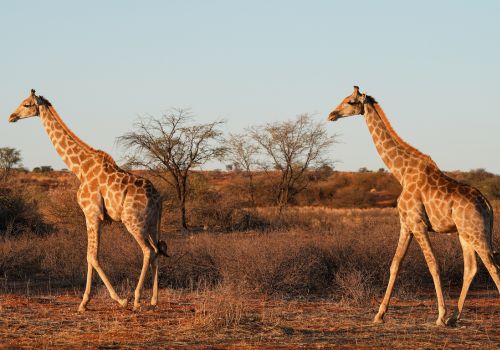 Wildlife safari experience in Botswana's untamed nature