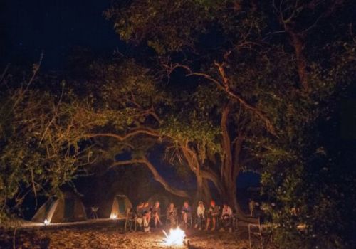 Wildlife safari experience in Botswana's untamed nature