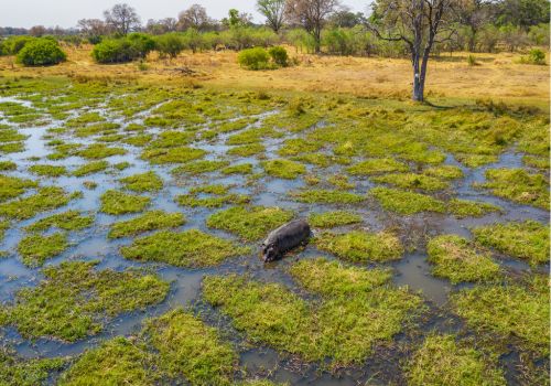 Wildlife safari experience in Botswana's untamed nature