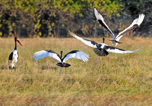 Wildlife safari experience in Botswana's untamed nature