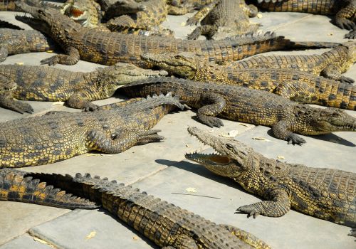 Wildlife safari experience in Botswana's untamed nature