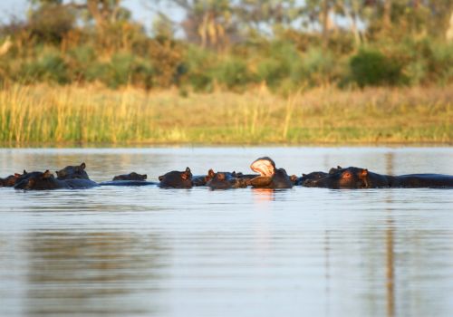 Traditional mokoro canoe safari through Okavango Delta