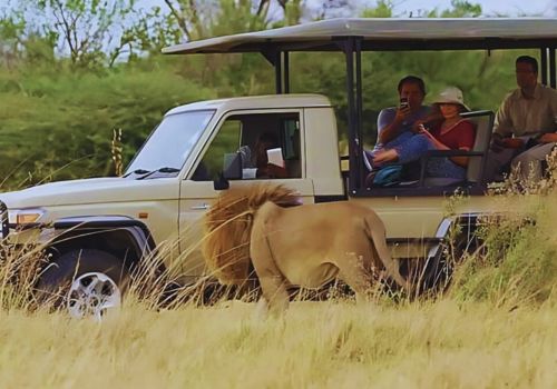 Game drives across the Kalahari’s semi-arid environment