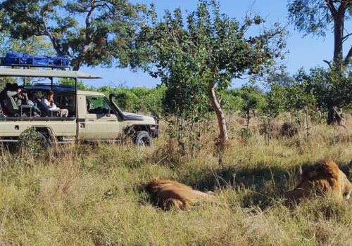 Game drives across the Kalahari’s semi-arid environment