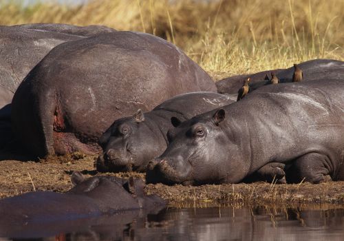 Wildlife encounters in Botswana’s Moremi Game Reserve