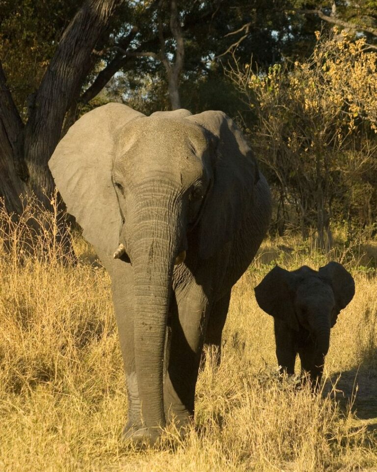 Wildlife encounters in Botswana’s Moremi Game Reserve