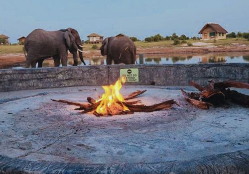Safari adventure observing wildlife at Elephant Sands, Botswana