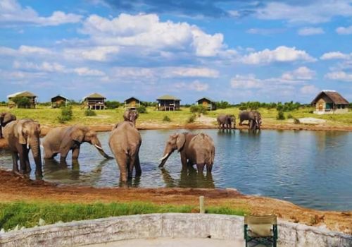 Safari adventure observing wildlife at Elephant Sands, Botswana