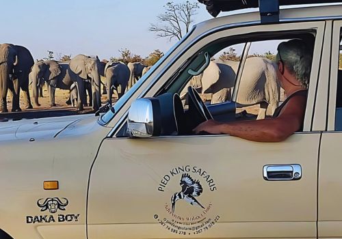 Safari adventure observing wildlife at Elephant Sands, Botswana