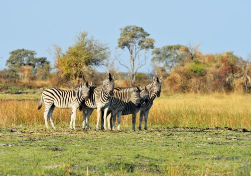 Traditional mokoro canoe safari through Okavango Delta