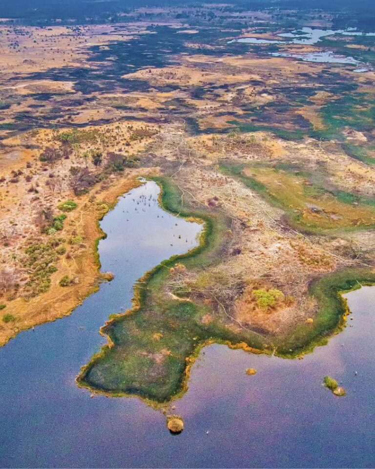 Wildlife safari experience in Botswana's untamed nature