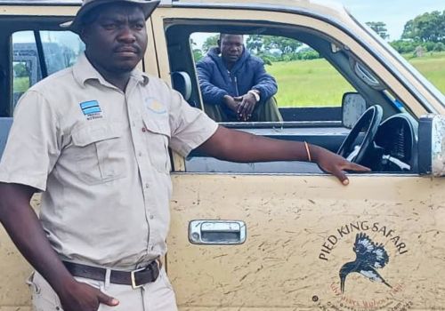 Pied King Safaris – Botswana Safari Experts