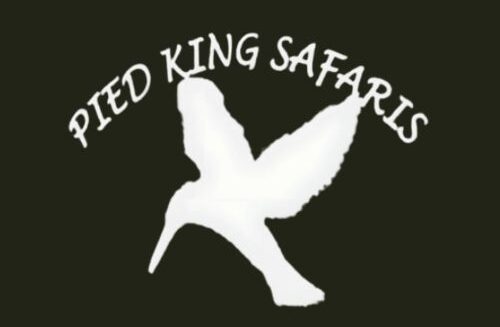 Pied King Safaris – Botswana Safari Experts